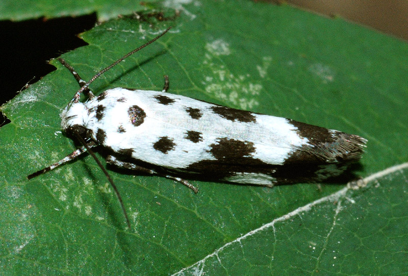 5 Elachistidae - Ethmia quadrillella